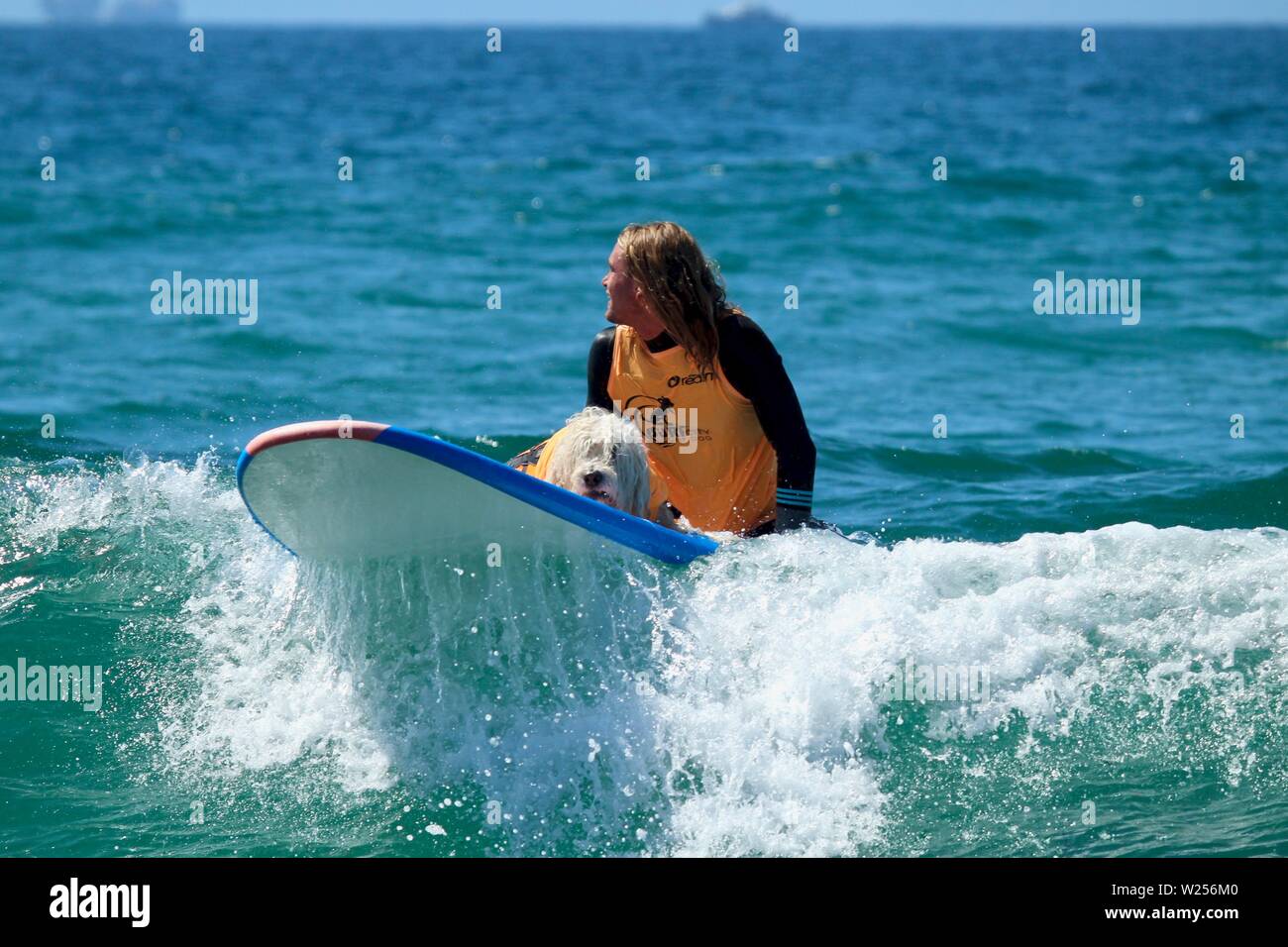 Cane evento surfing in Huntington Beach, CA Foto Stock