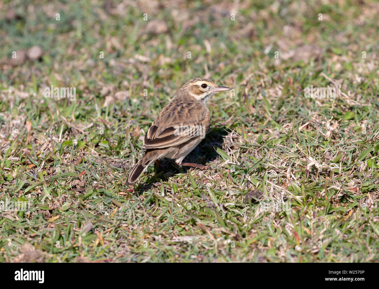 Australasian Pipit Giugno 3rd, 2019 Bongil Bongil National Park, Australia Foto Stock