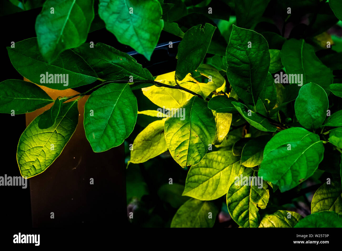 Illuminato da dietro Foto Stock