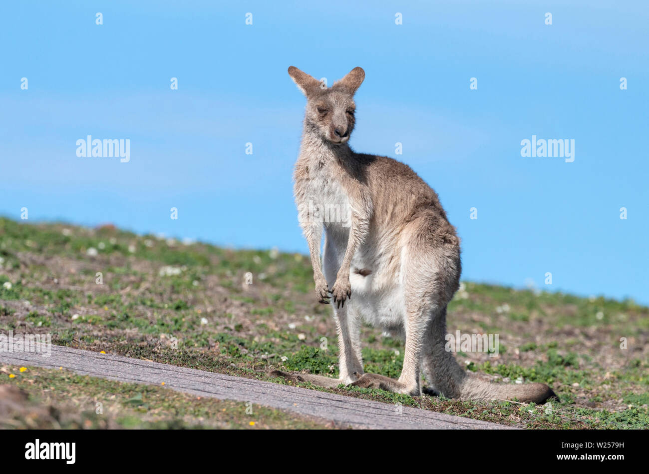 Orientale Canguro grigio Giugno 3rd, 2019 Bongil Bongil National Park, Australia Foto Stock
