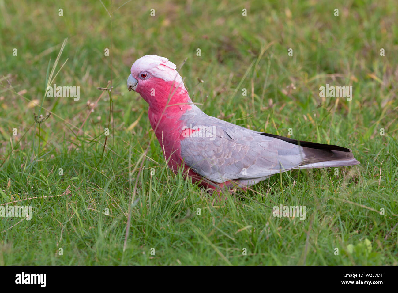 Galah giugno 7th, 2019 vicino a Port Douglas, Australia Foto Stock