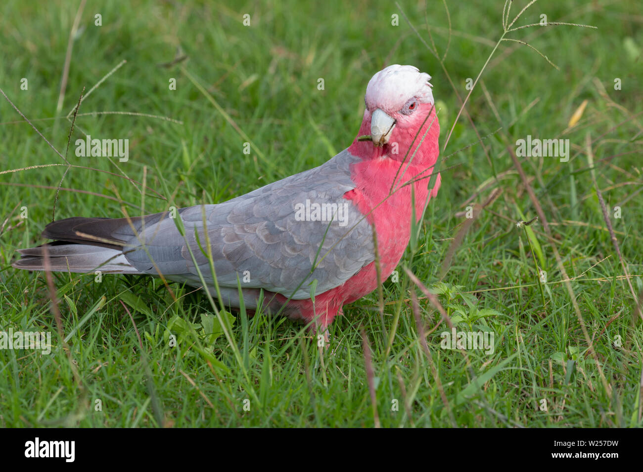 Galah giugno 7th, 2019 vicino a Port Douglas, Australia Foto Stock