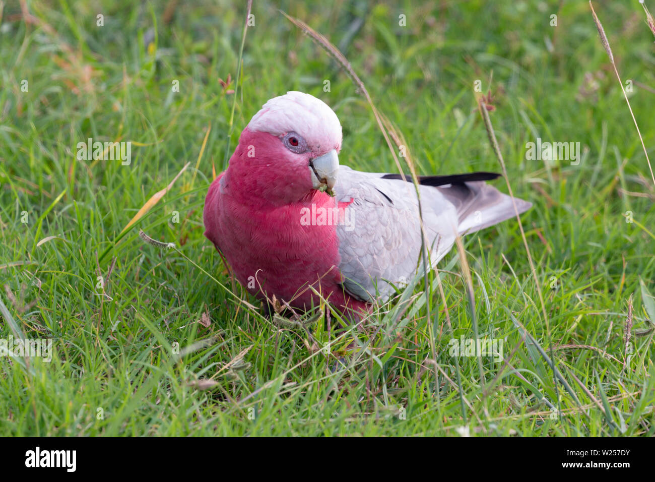 Galah giugno 7th, 2019 vicino a Port Douglas, Australia Foto Stock