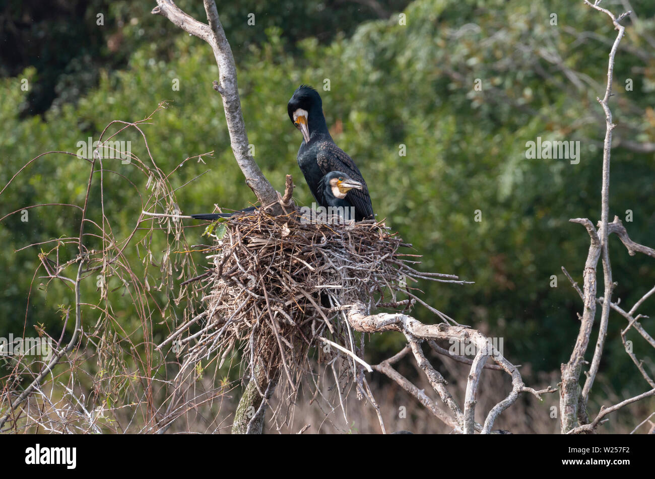 Cormorano Phalacrocorax carbo sinensis Giugno 12th, 2019 Centennial Park, Sydney, Australia Foto Stock