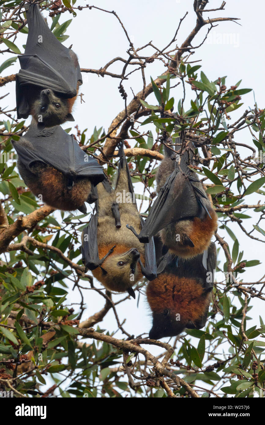 A testa grigia Flying Fox Giugno 12th, 2019 Centennial Park a Sydney in Australia Foto Stock