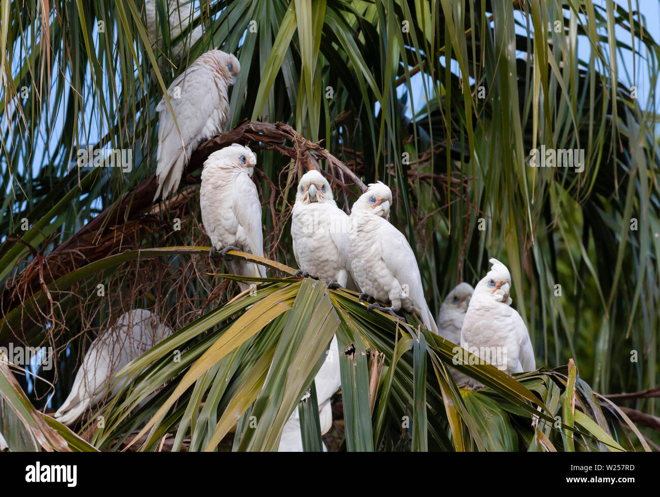 Poco Corella Giugno 12th, 2019 Centennial Park, Sydney, Australia Foto Stock