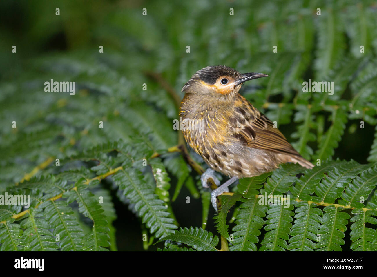 Macleay's Honeyeater Giugno 10th, 2019 vicino Tarzali, Australia Foto Stock