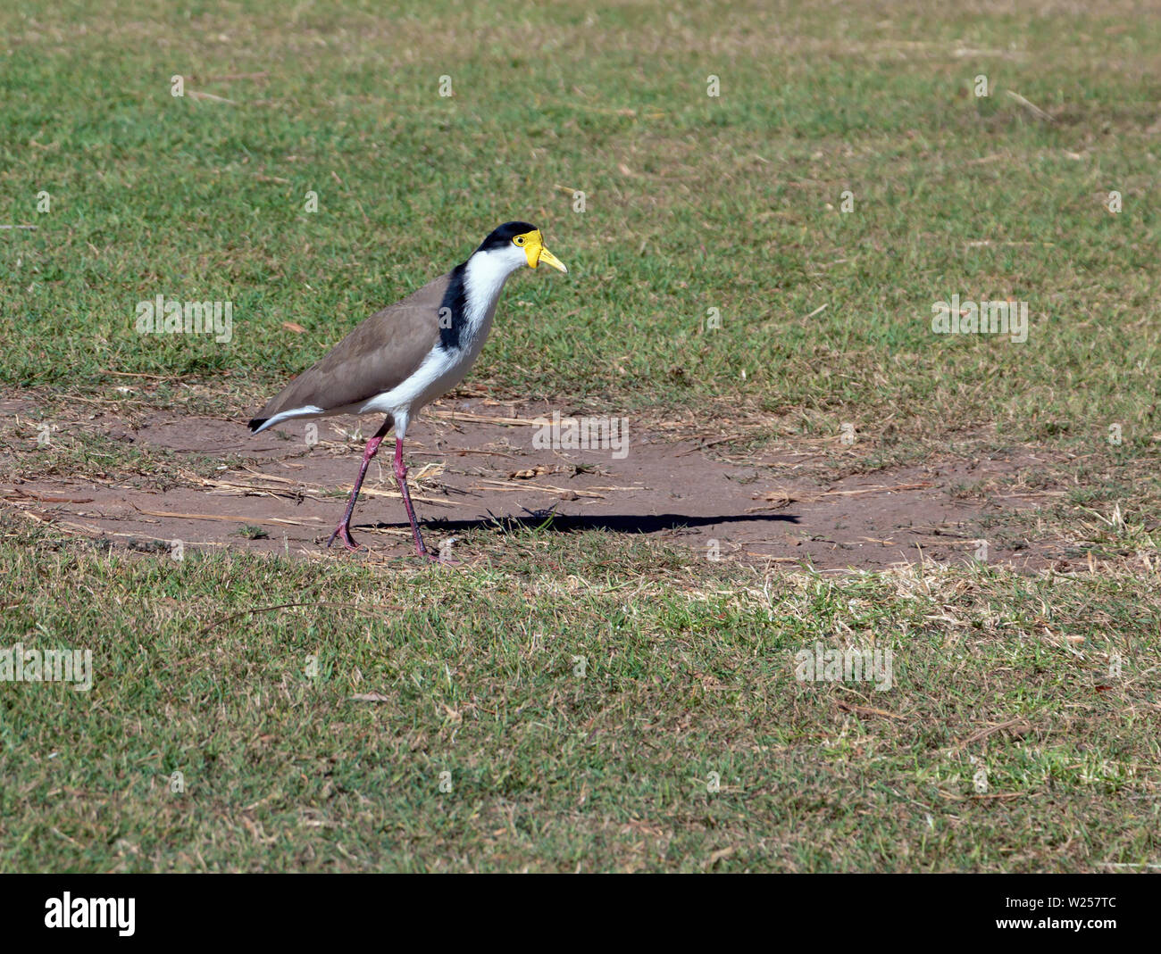 Pavoncella mascherato può 28th, 2019 Royal Botanic Park, Sydney, Australia Foto Stock