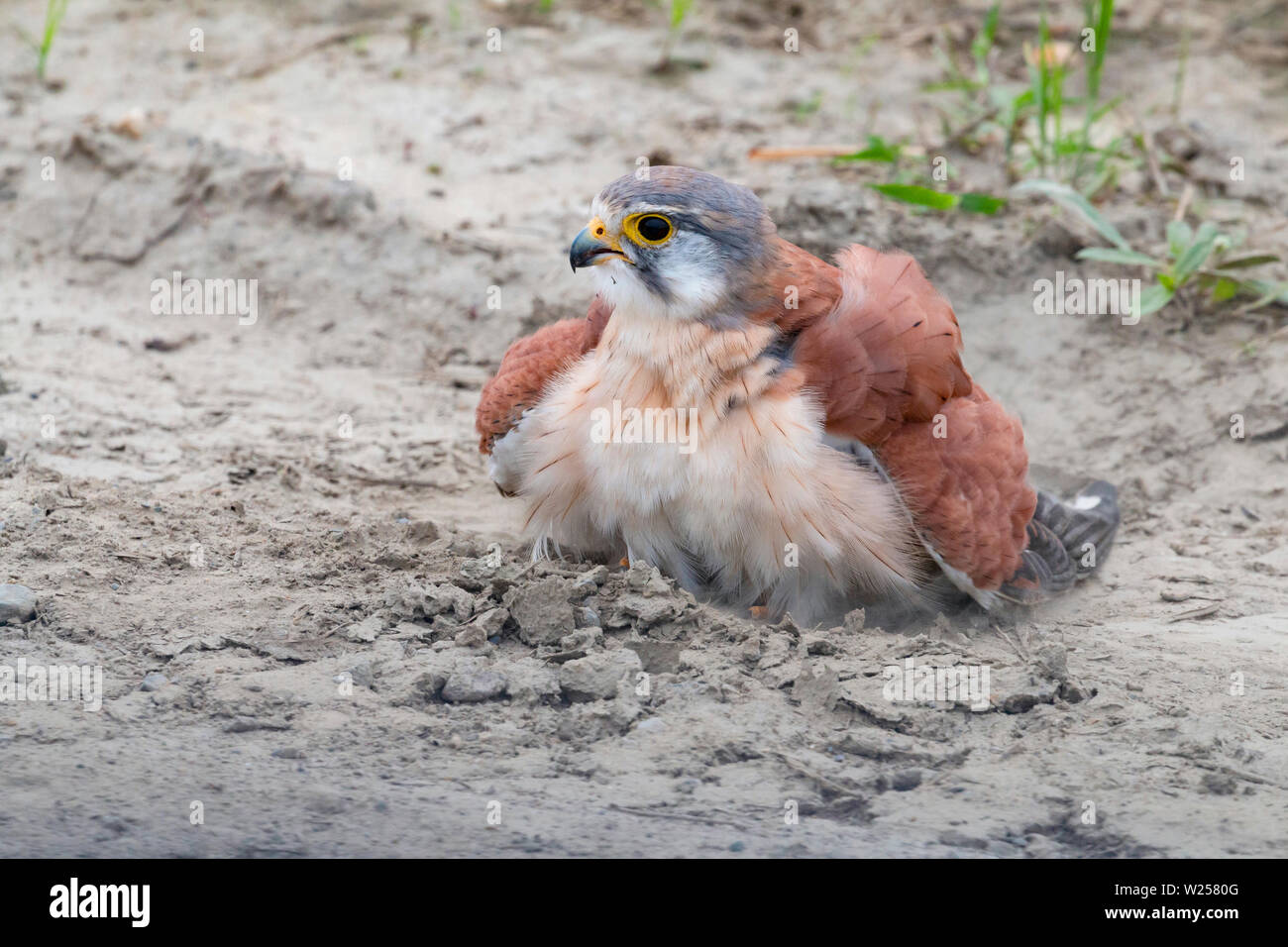 Nankeen gheppio giugno 6th, 2019 vicino a Port Douglas, Australia Foto Stock
