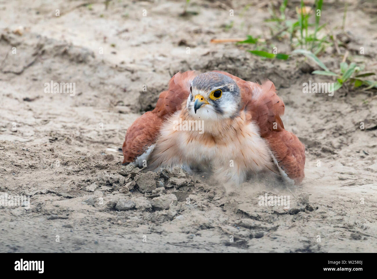 Nankeen gheppio giugno 6th, 2019 vicino a Port Douglas, Australia Foto Stock