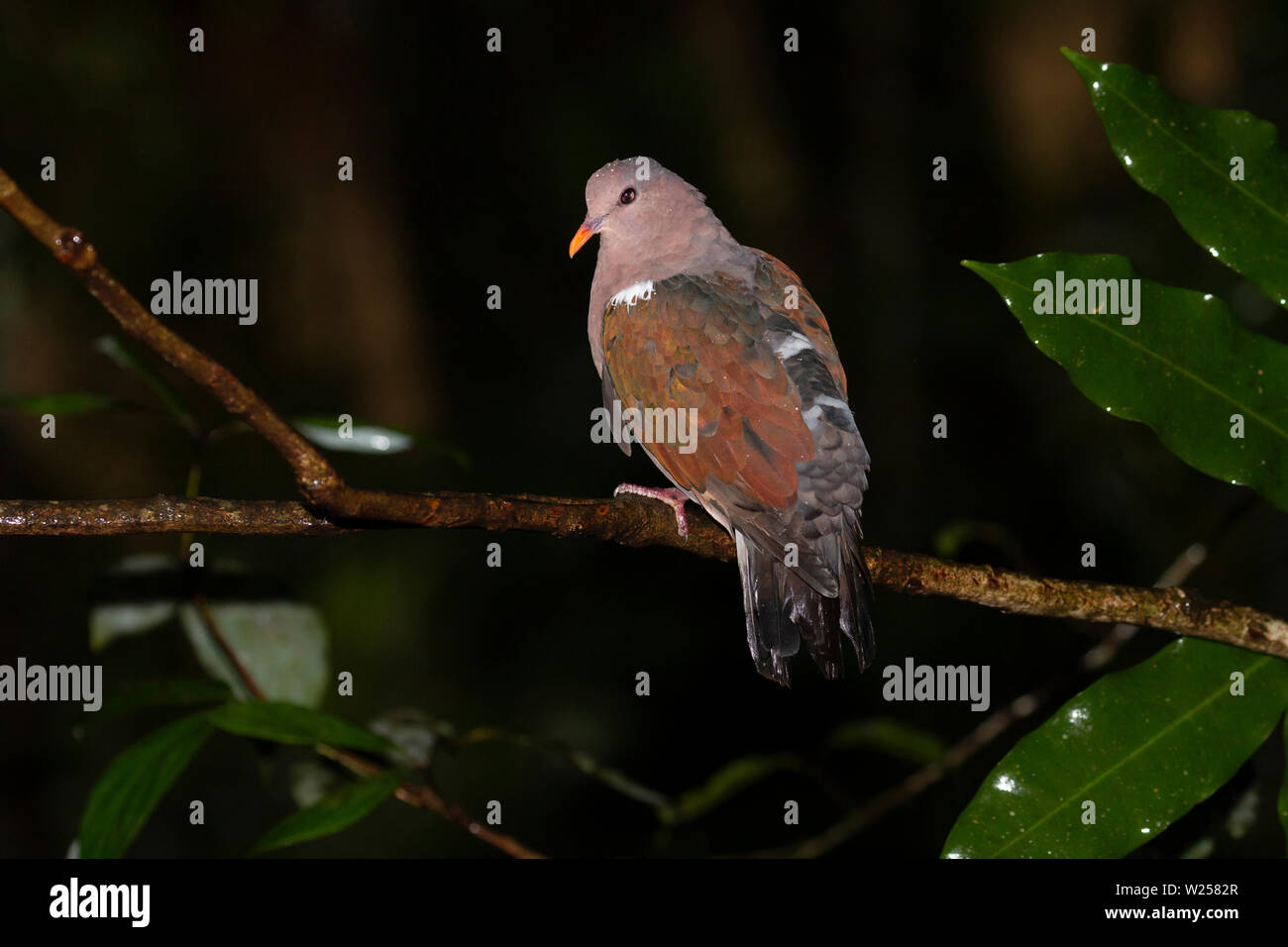 Pacifico Colomba Smeraldo giugno 8th, 2019 Foresta Pluviale Treehouse, vicino Tarzali, Australia Foto Stock