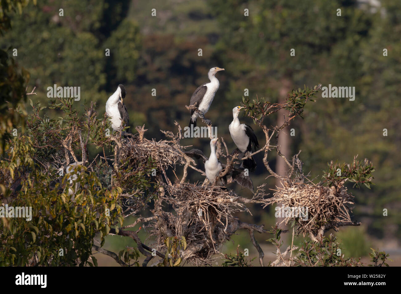 Pied Cormorant Giugno 12th, 2019 Centennial Park a Sydney in Australia Foto Stock