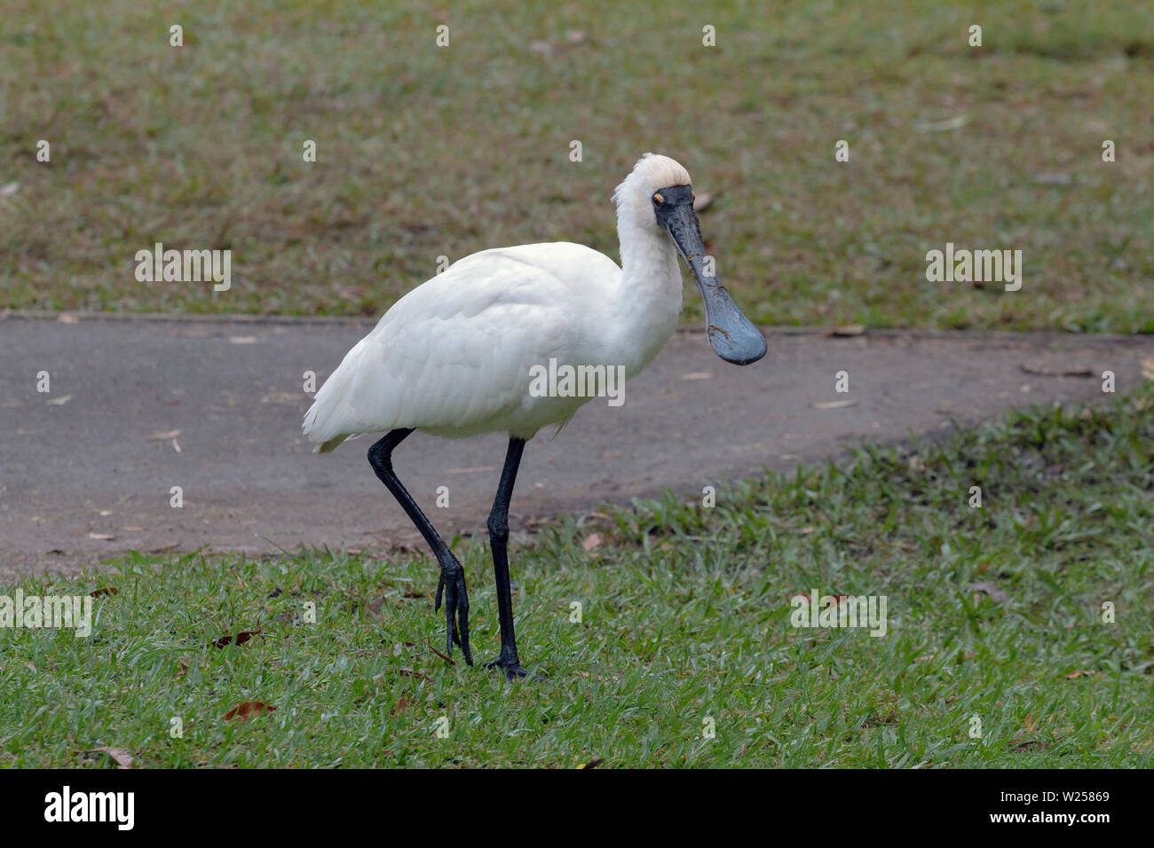Royal Spoonbill Giugno 12th, 2019 Centennial Park a Sydney in Australia Foto Stock