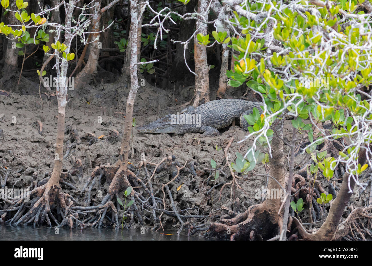 Coccodrillo di acqua salata giugno 6th, 2019 vicino a Port Douglas, Australia Foto Stock