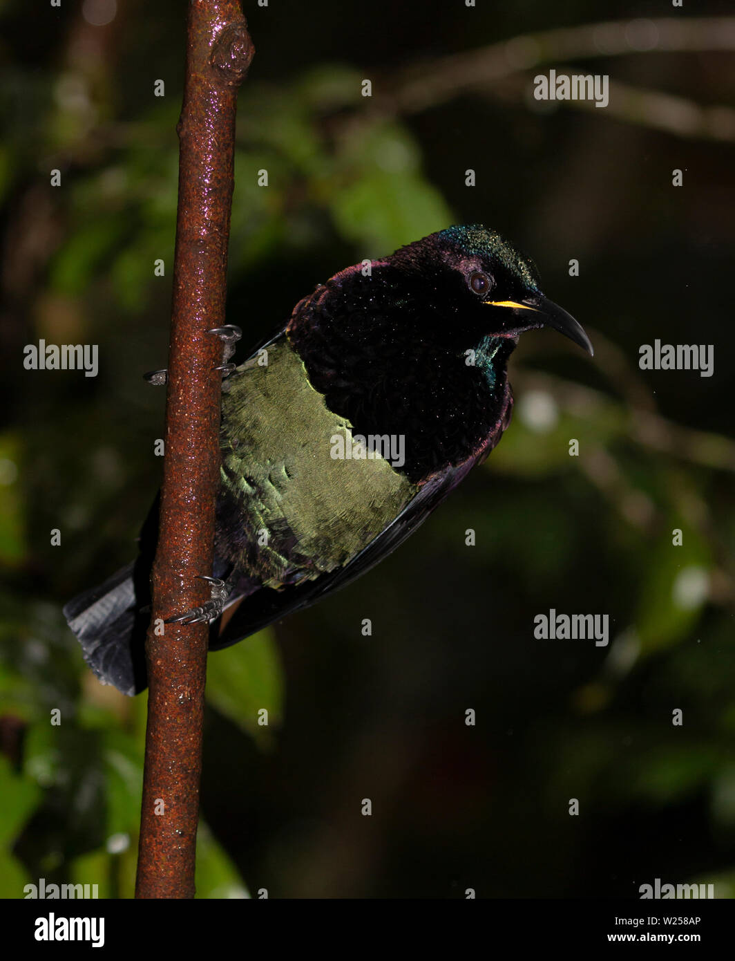 Victoria's Riflebid giugno 8th, 2019 Foresta Pluviale Treehouse, vicino Tarzali, Australia Foto Stock