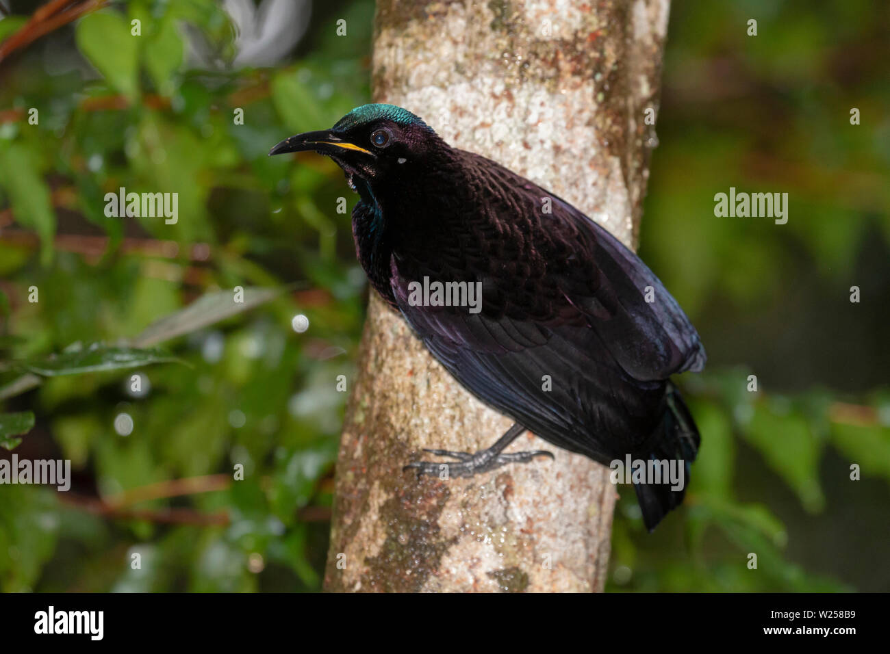 Victoria's Riflebird Giugno 10th, 2019 Foresta Pluviale Treehouses, vicino Tarzali, Australia Foto Stock