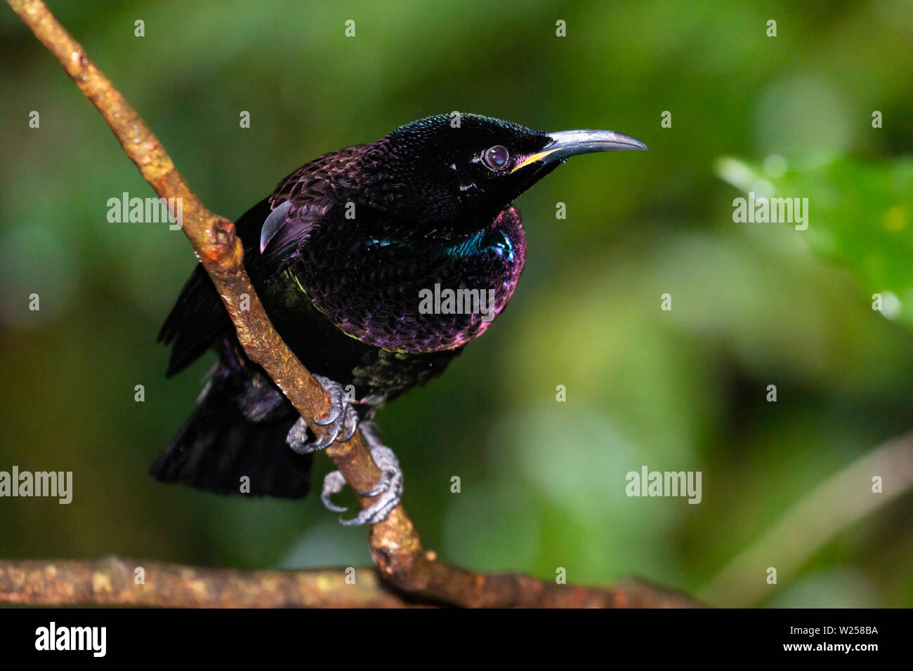 Victoria's Riflebird Giugno 10th, 2019 Foresta Pluviale Treehouses, vicino Tarzali, Australia Foto Stock