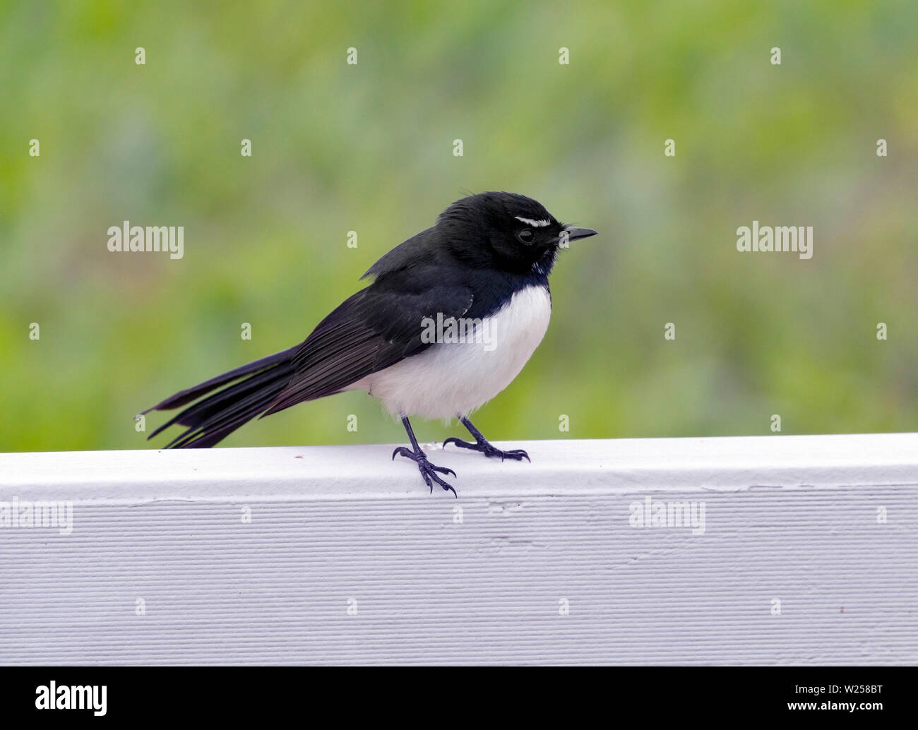 Willie Wagtail giugno 6th, 2019 vicino a Port Douglas, Australia Foto Stock