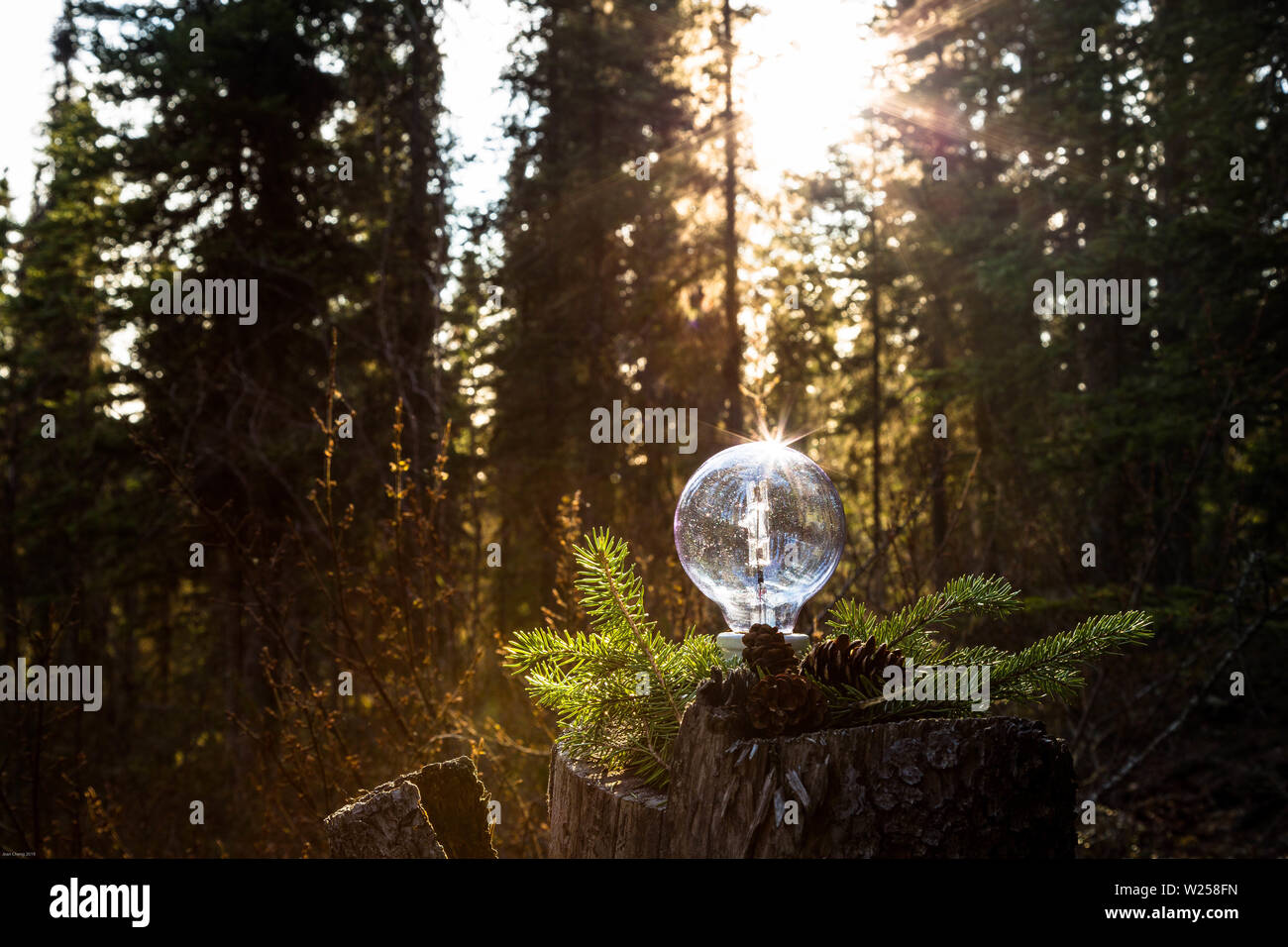 Idee crescente con la terra in mente Foto Stock