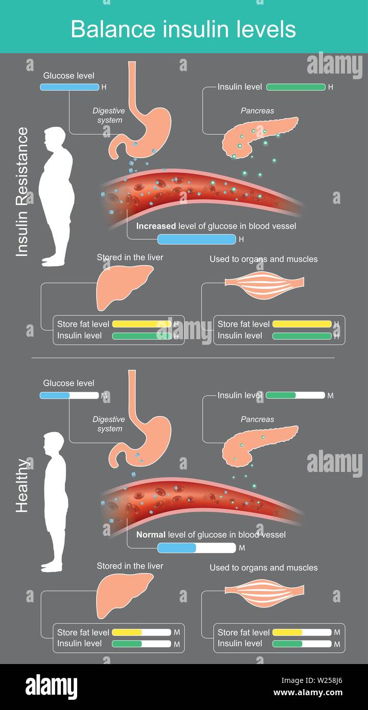 Bassi livelli di insulina.La riduzione di amido e zucchero ingrediente di alimenti avrà come risultato il pancreas secerne meno insulina, il cervello non è stimolare l'appe Illustrazione Vettoriale