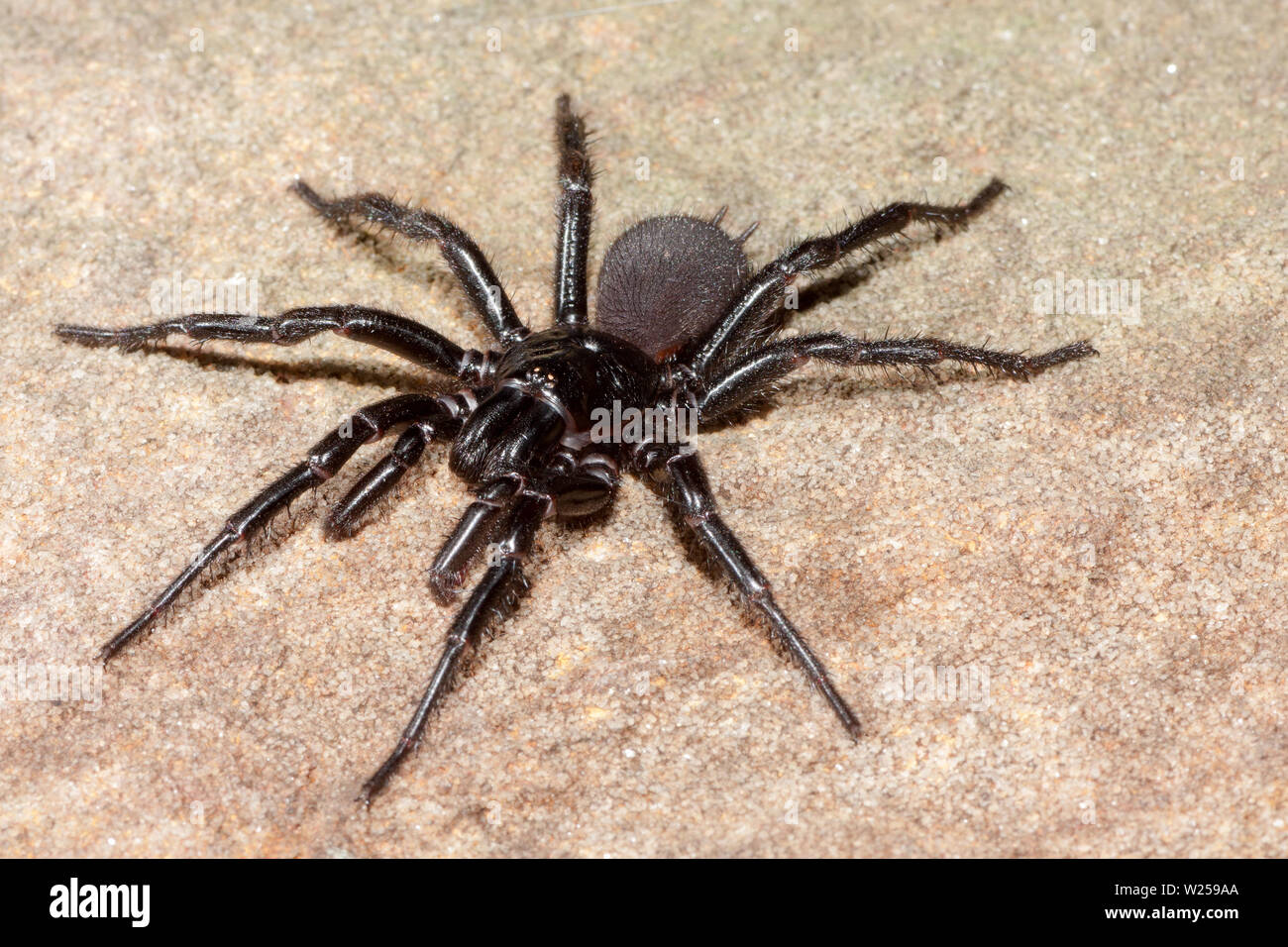 Imbuto di Sydney-web spider rubustus Atrax Foto Stock