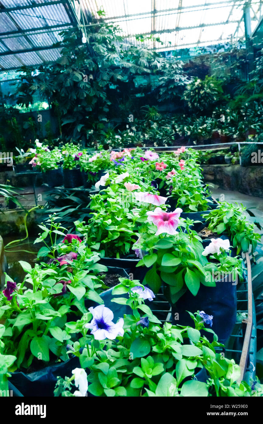 File di fiori in vendita presso un negozio centro giardino in un tulipano giardino, Jammu e Kashmir India Foto Stock