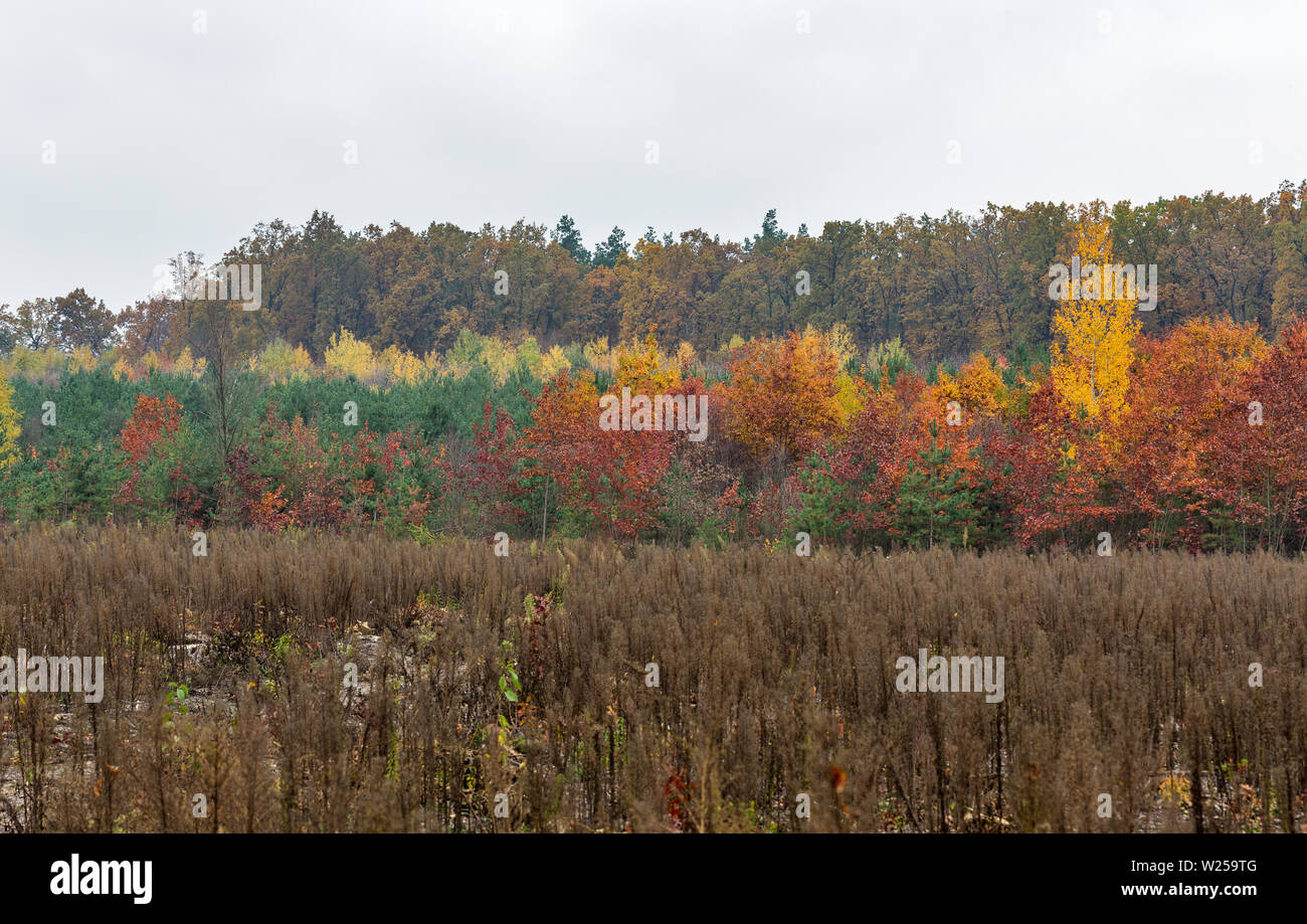 Magnifico bosco misto in autunno il giorno Foto Stock