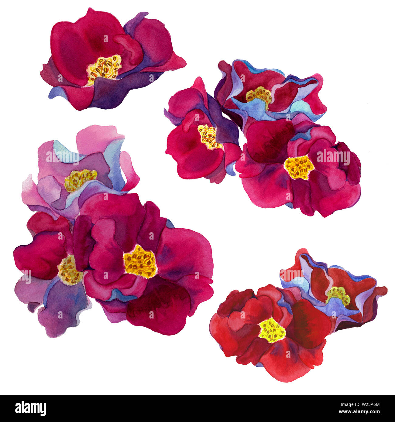 Acquerello disegnata a mano serie di fantastici con fiori rosa e petali di colore rosso, blu e viola, isolati su sfondo bianco. Design per decorazioni per matrimoni. Foto Stock