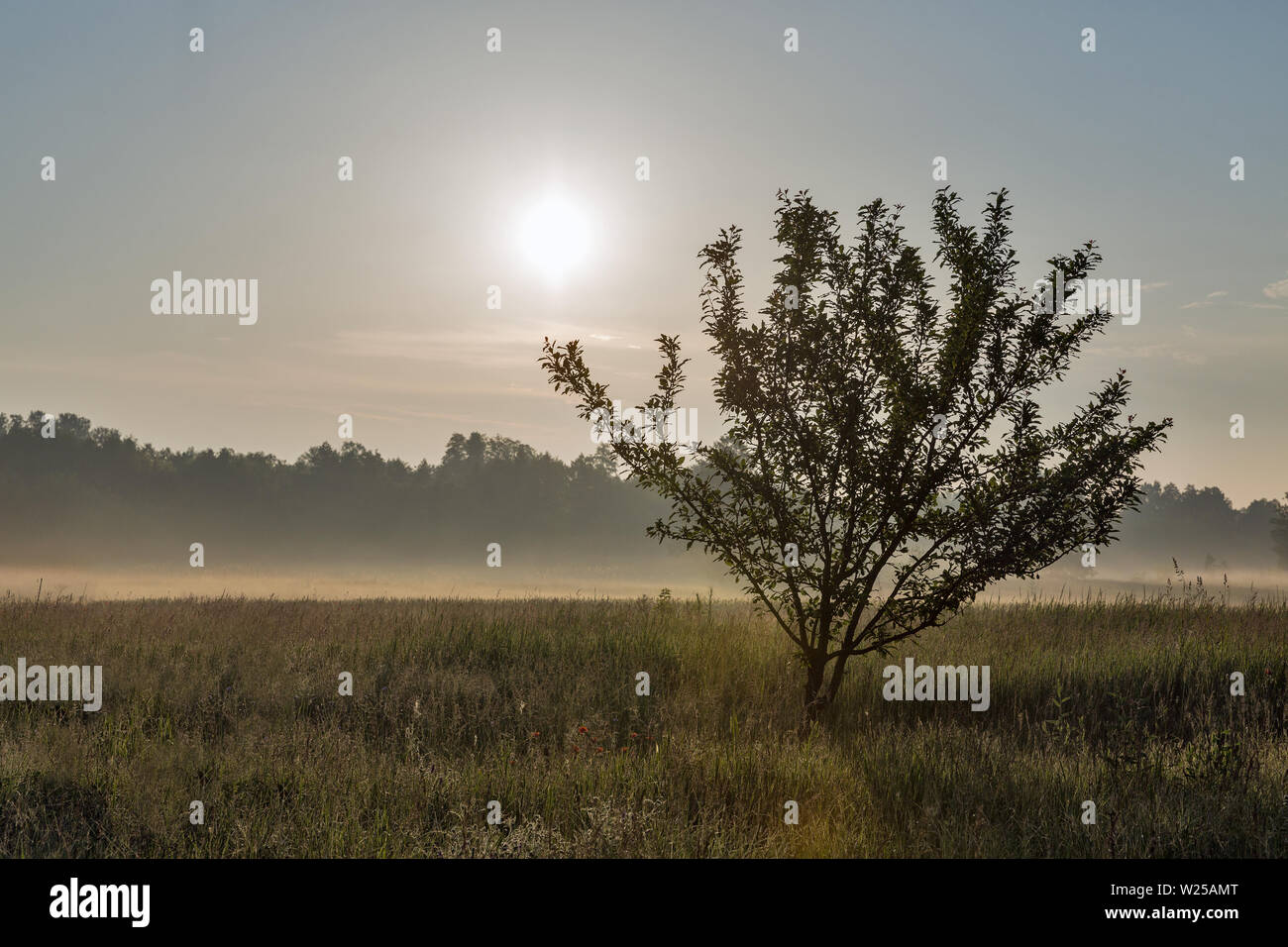 In estate la mattina presto paesaggio con haze oltre il fiume Ros, Ucraina. Foto Stock