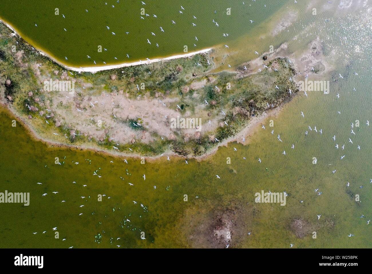 Pechino, cinese della provincia di Jiangsu. Il 28 giugno, 2019. Foto aerea mostra sterne sorvolano il Dafeng Milu Riserva Naturale Nazionale nella città di Yancheng oriente cinese della provincia di Jiangsu, 28 giugno 2019. Credito: Li Bo/Xinhua/Alamy Live News Foto Stock