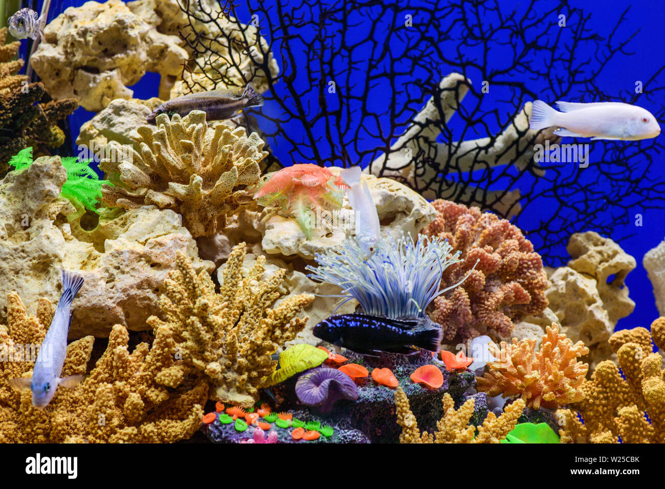 Molto bello il design dell'acquario con pesci belli cichlids Foto Stock