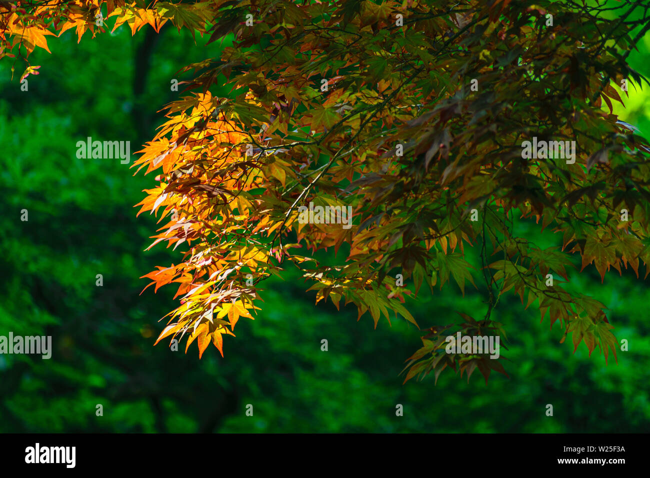 Vista ingrandita di un acero giapponese ramo di albero che si illumina in presenza di luce solare ,con uno sfondo di verdi foglie di albero Foto Stock