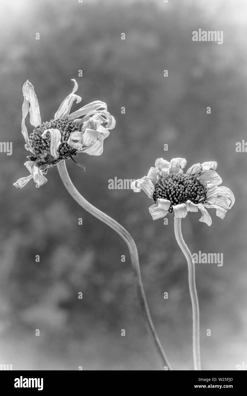 Due morire occhio di bue margherite, Leuchanthemum vulgare, prelevati da una banchina orlo e fotografati in studio. Bianco e nero fotografia digitale. Il Dorset Foto Stock