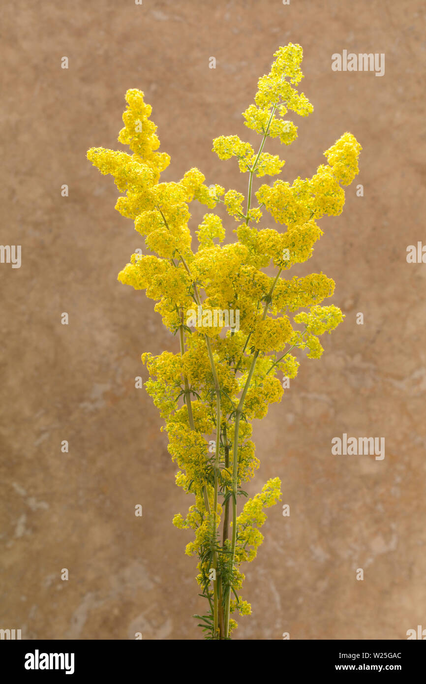 Lady's Bedstraw fiori, Galium verum, prelevati da una banchina orlo e fotografati in studio. I fiori hanno un odore gradevole e una volta sono stati utilizzati Foto Stock