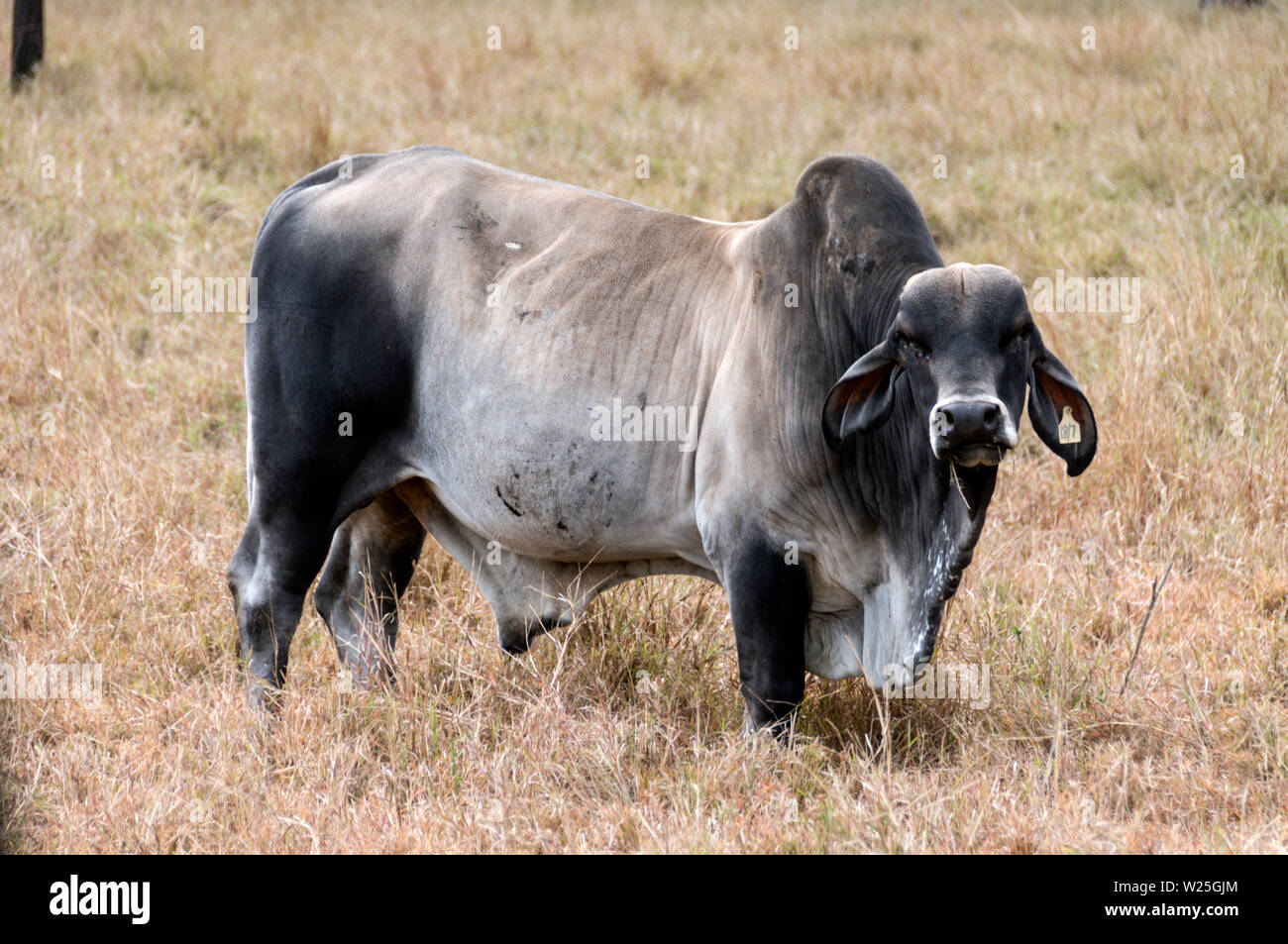 Un Brahman pascolo di vacca in allevamento dei bovini paese entro il Carnarvon Parco Nazionale negli altipiani centrali del Queensland, Australia. Foto Stock