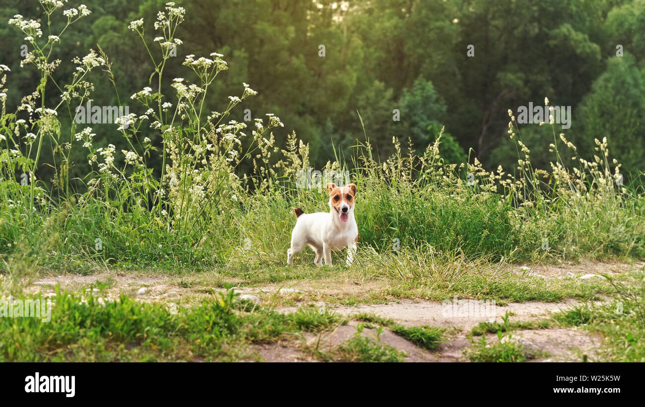 Piccolo Jack Russell Terrier giocando sull'erba prato, guardando la fotocamera, la sua lingua fuori, l'impostazione di Sun in distanza su alberi a sfondo Foto Stock