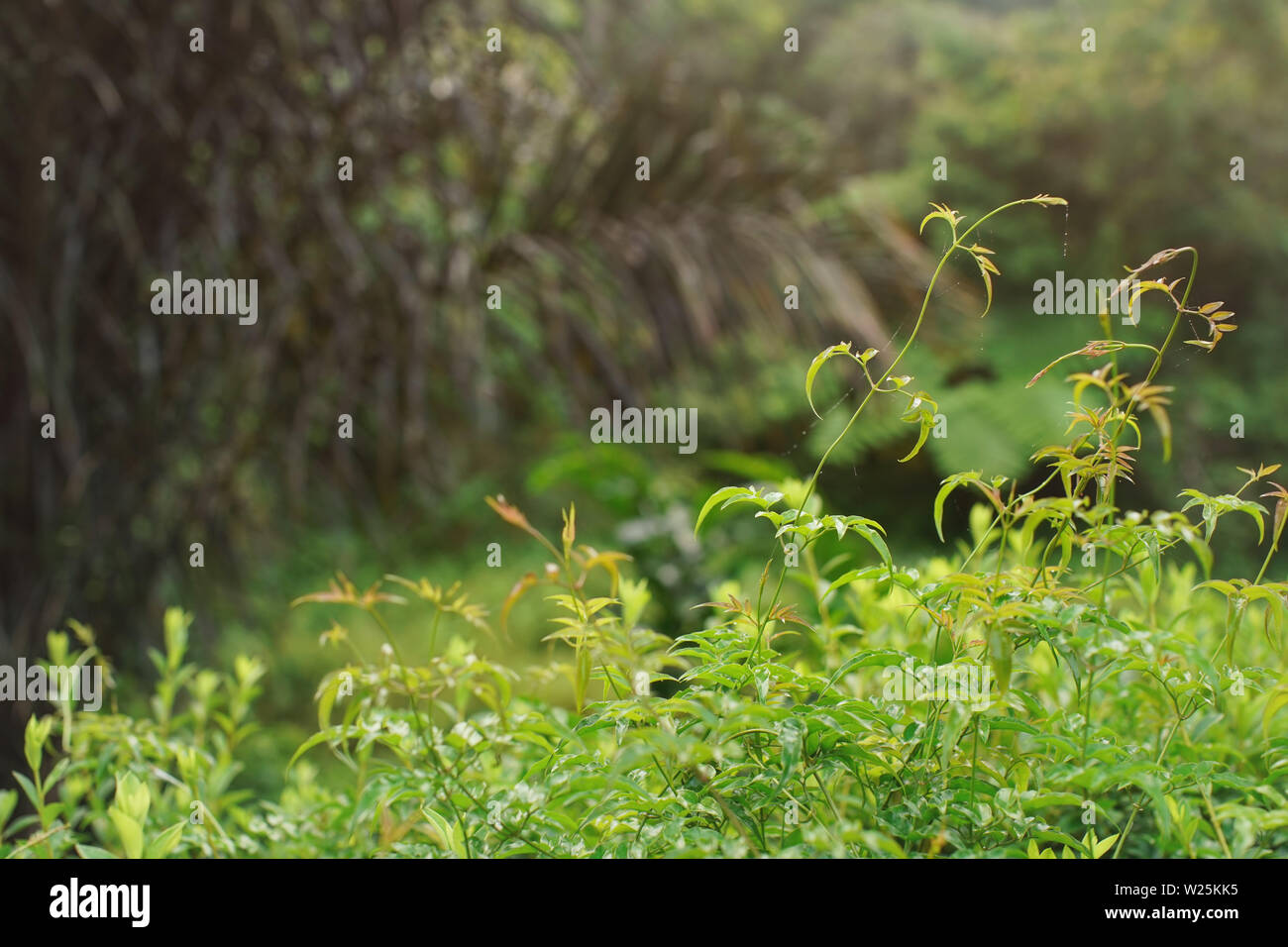 Primo piano sulle piante e ragnatele bagnato dalla rugiada del mattino in Madagascar giungla foresta pluviale, spazio per il testo nell'angolo superiore sinistro Foto Stock