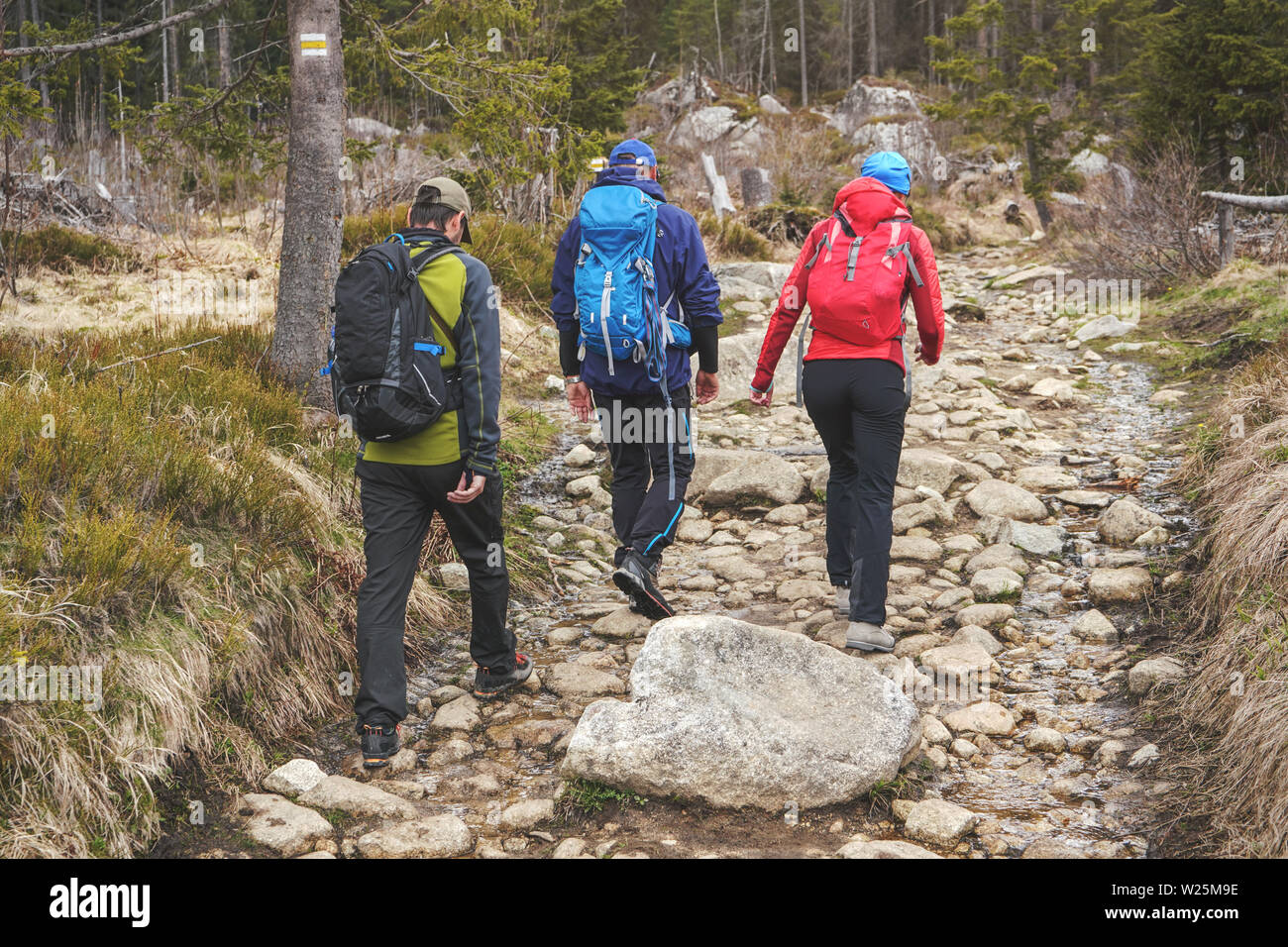 Tre gli escursionisti in bright sport vestiti camminando sul sentiero forestale, rocce e alberi intorno. Vista dal retro Foto Stock