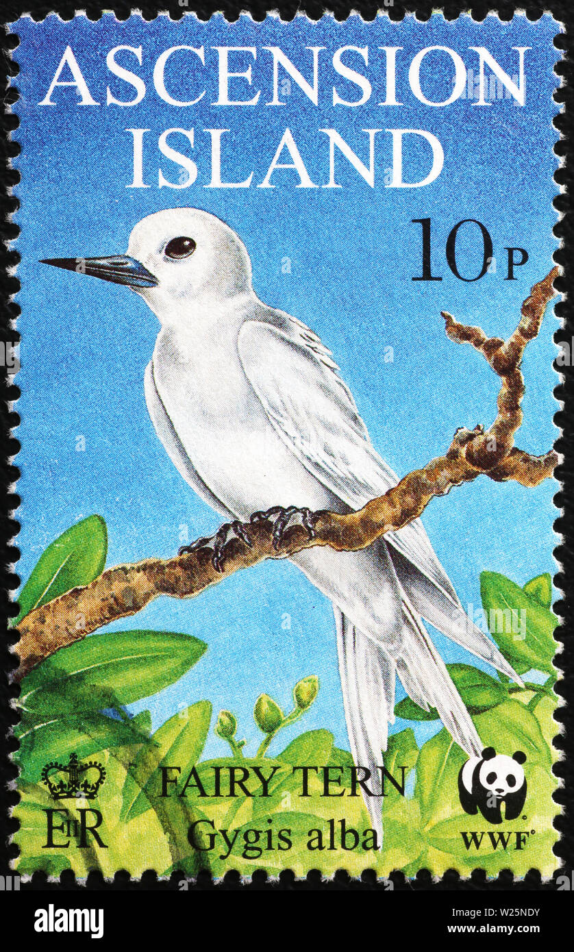 Fairy Tern sul francobollo di Isola di Ascensione Foto Stock