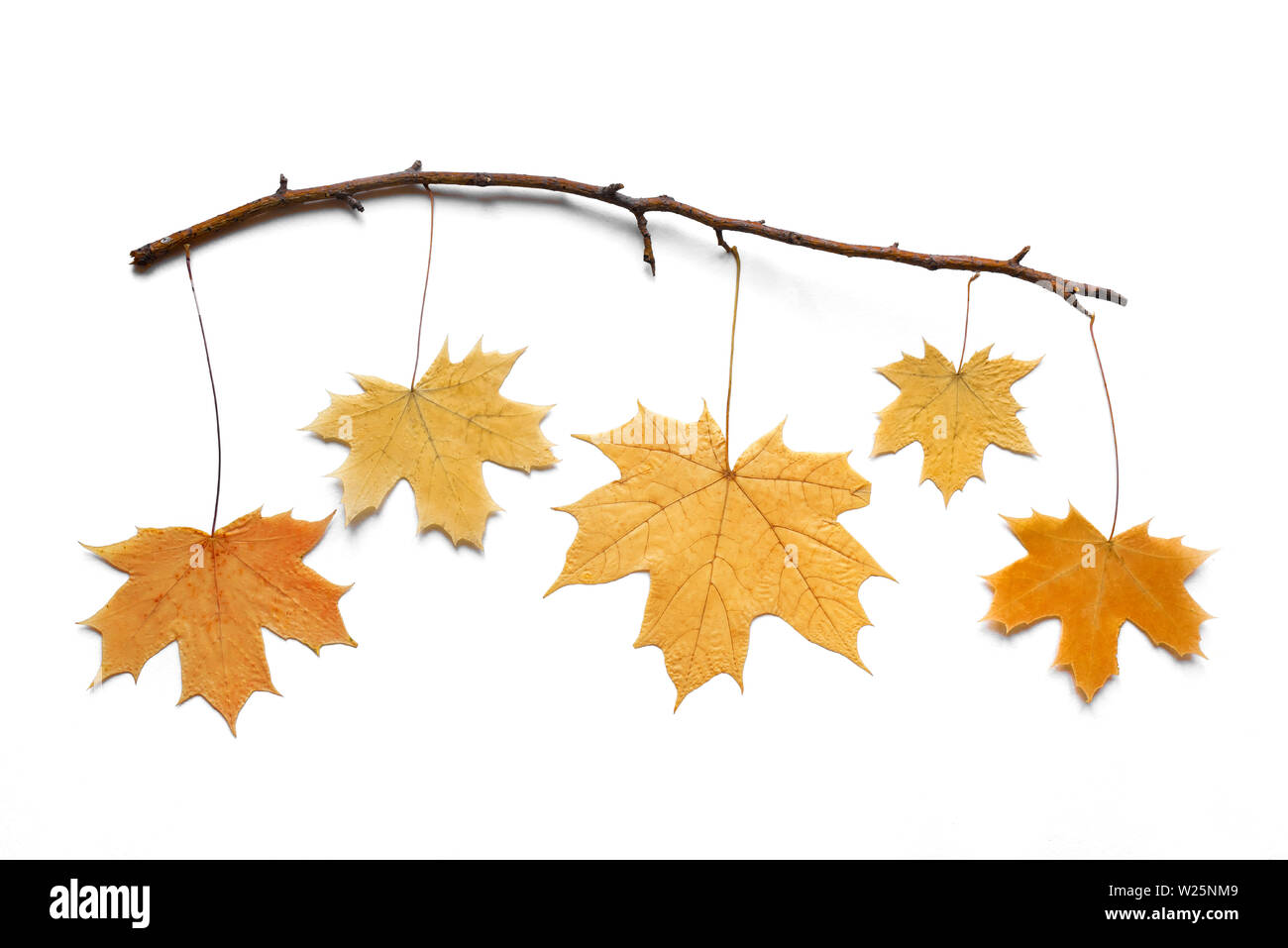 Giallo di foglie di acero laici piana, copia dello spazio. Autunnale di foglie di giallo isolato su sfondo bianco, creative layout stagionali, concetto d'autunno. Foto Stock