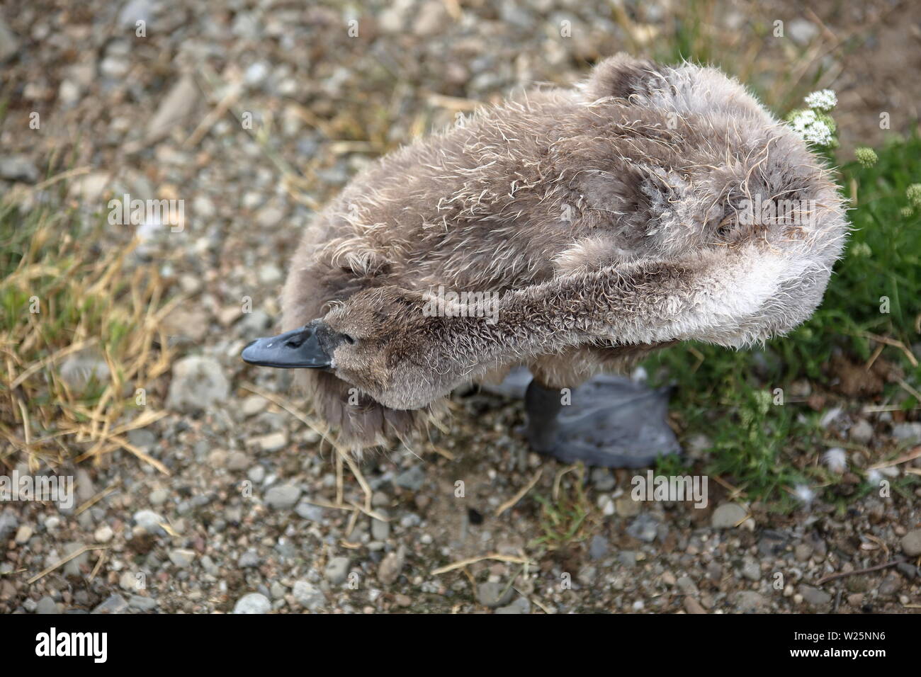 Swan piccolo bambino, pulcino, sta solo sul terreno, carino bambino uccello Foto Stock