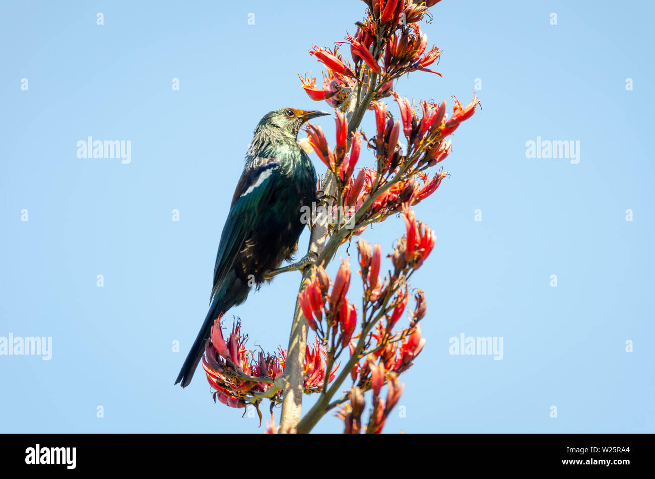 Tui bird avanzamento sul lino rosso fiori, Kapiti Island, isola del Nord, Nuova Zelanda, nota il polline rosso sulla faccia della TUI. Foto Stock