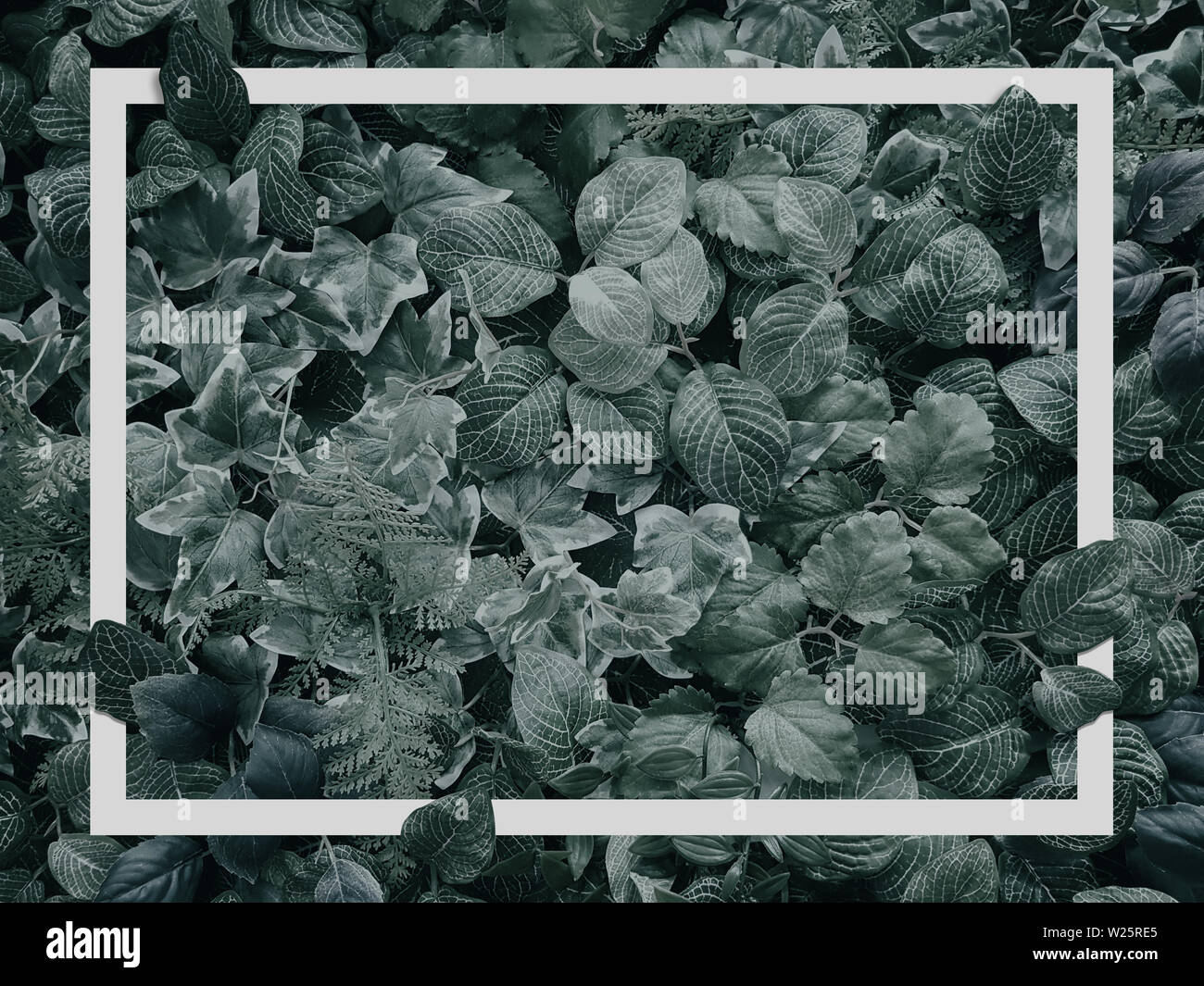 Creative tropical foglia verde texture per tropic estate con bordo bianco telaio, fogliame natura sfondo verde scuro Foto Stock