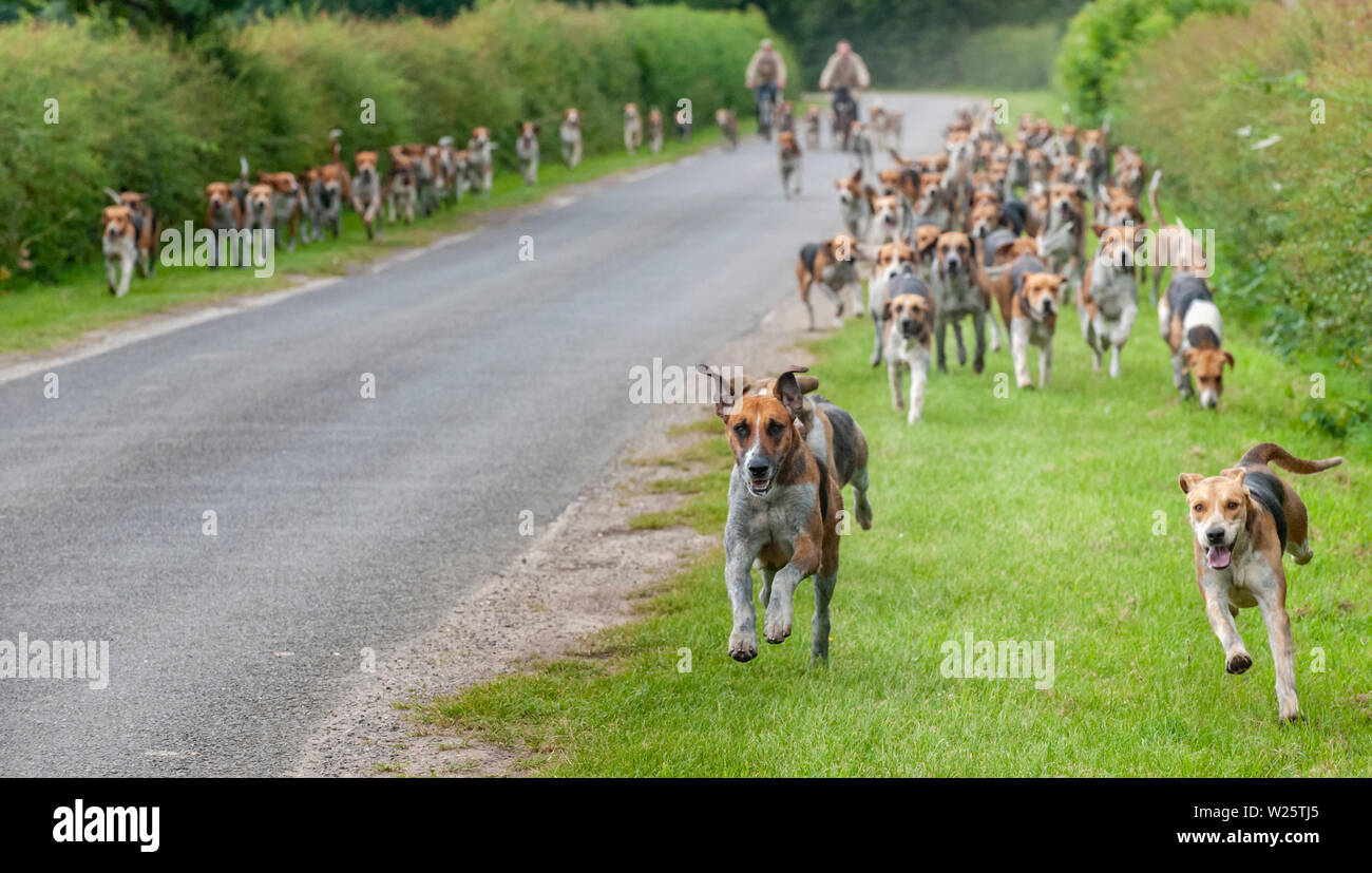 Belvoir, Grantham, Lincolnshire, Regno Unito. 6 luglio 2019. Il Duca di Rutland's Hounds fuori per l'esercizio del mattino con il Belvoir Huntsman John Holliday seguendo il pacco sulla sua bicicletta. Credito: Matt arto OBE/Alamy Live News Foto Stock