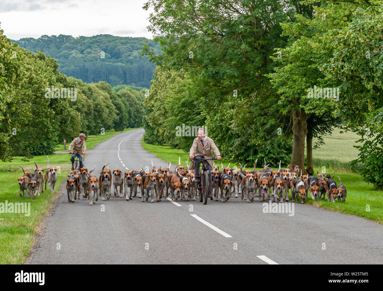 Belvoir, Grantham, Lincolnshire, Regno Unito. 6 luglio 2019. Il Duca di Rutland's Hounds fuori per l'esercizio del mattino con il Belvoir Huntsman John Holliday portando il pacco sulla sua bicicletta. Credito: Matt arto OBE/Alamy Live News Foto Stock