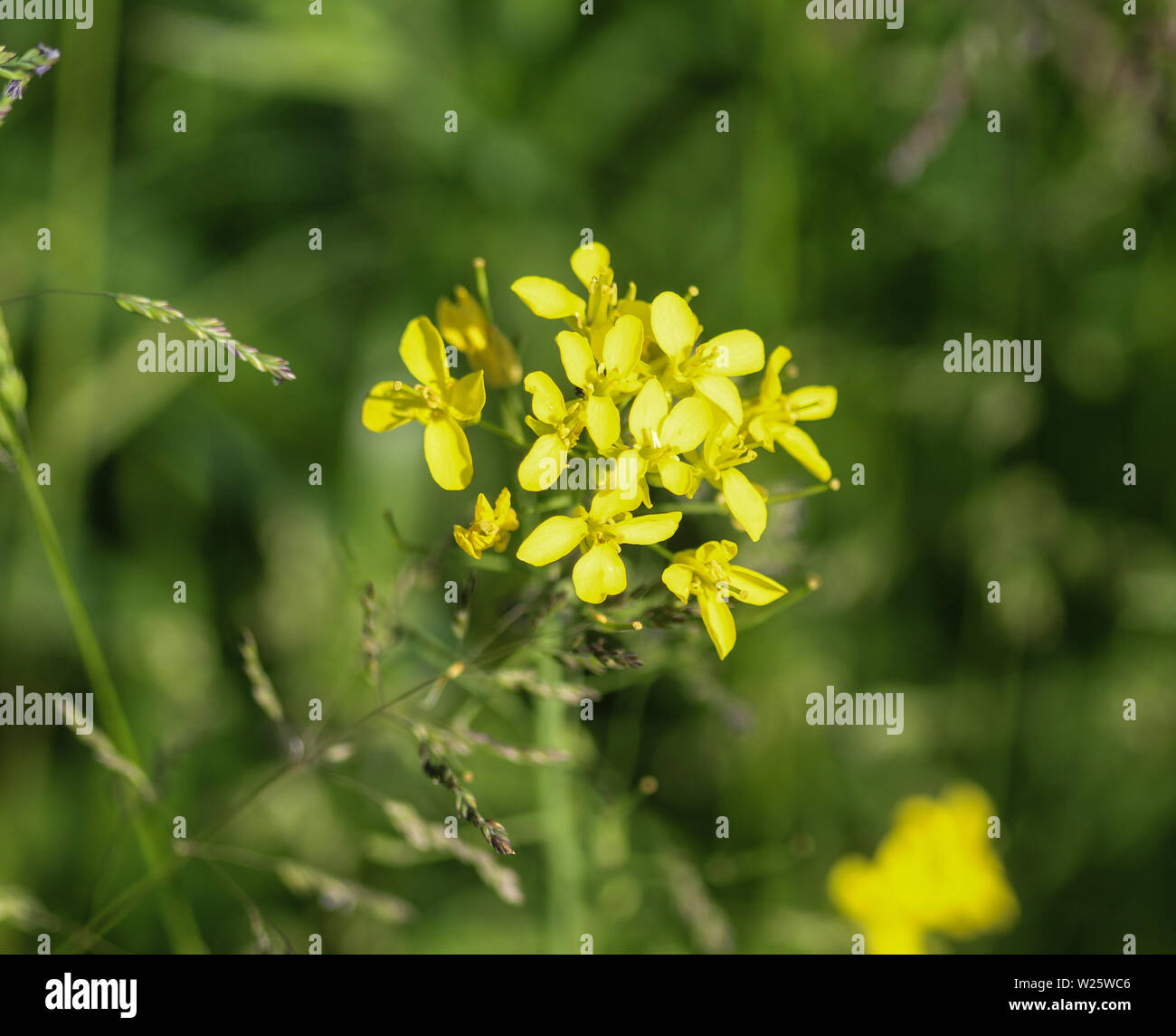 Close up bittercress, herb barbara, giallo rocketcress o inverno rocket (Barbarea vulgaris) che fiorisce in primavera Foto Stock