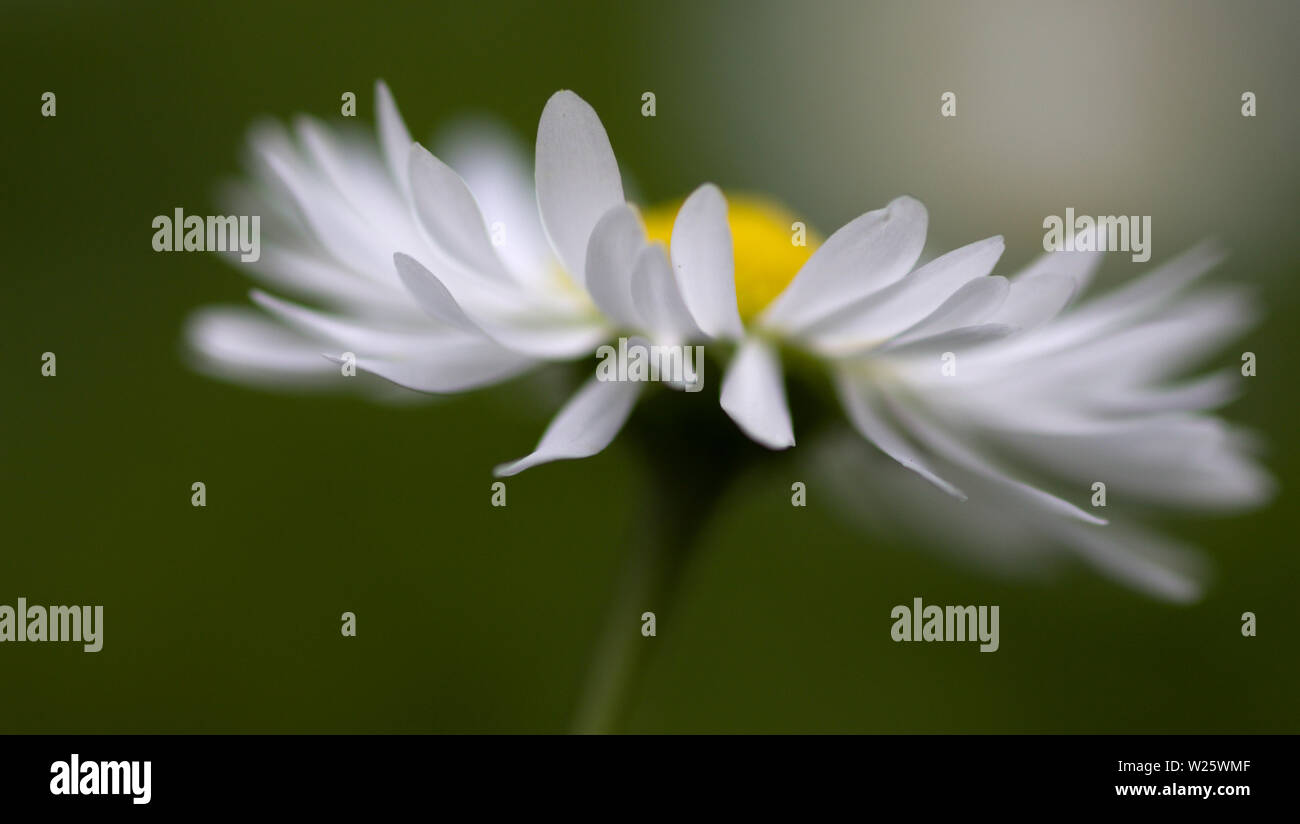 Fiore bianco, comune daisy, Bellis perennis close-up Foto Stock