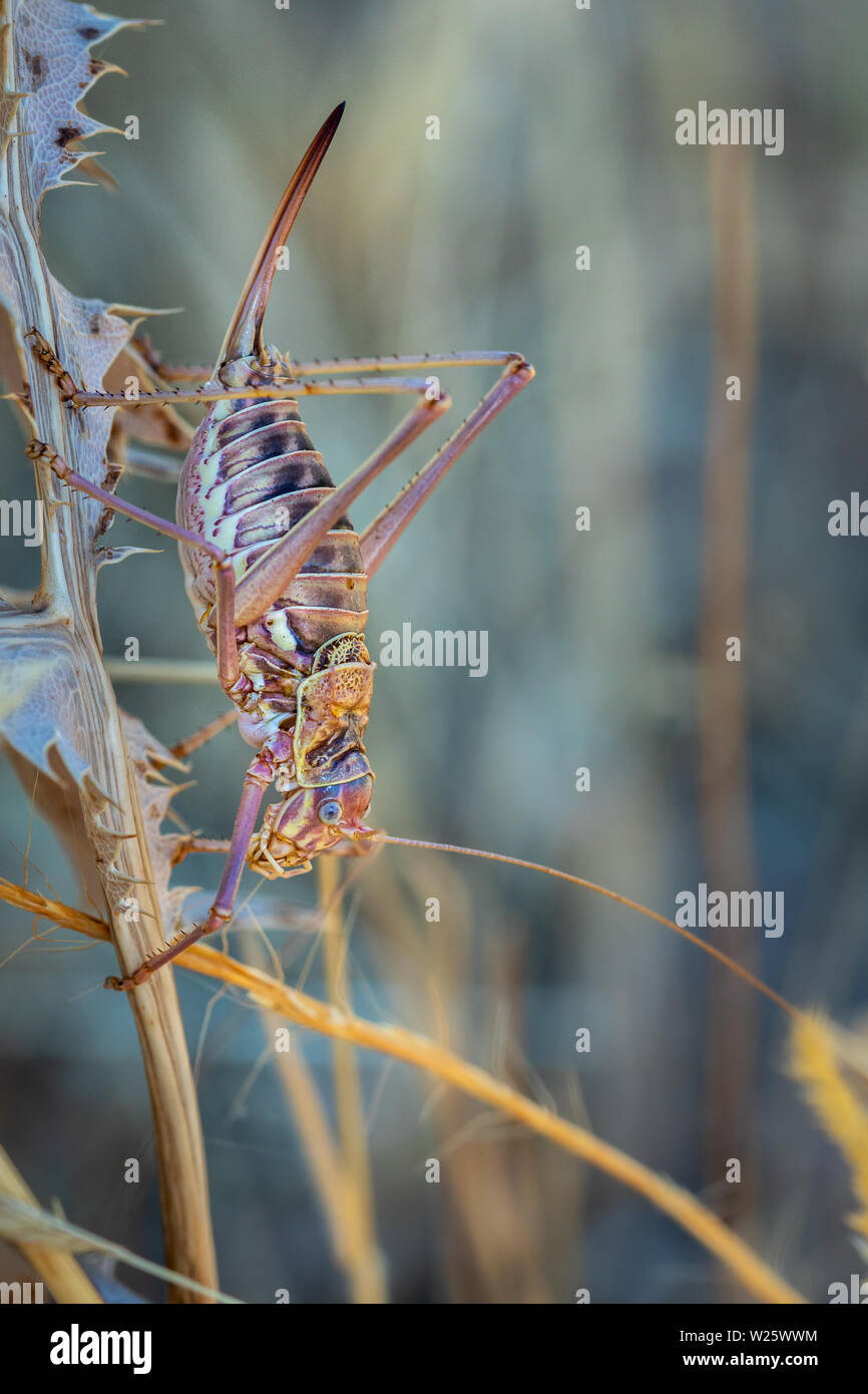 Ephippiger ephippiger. Cicala femmina fotografato nel loro ambiente naturale. Foto Stock