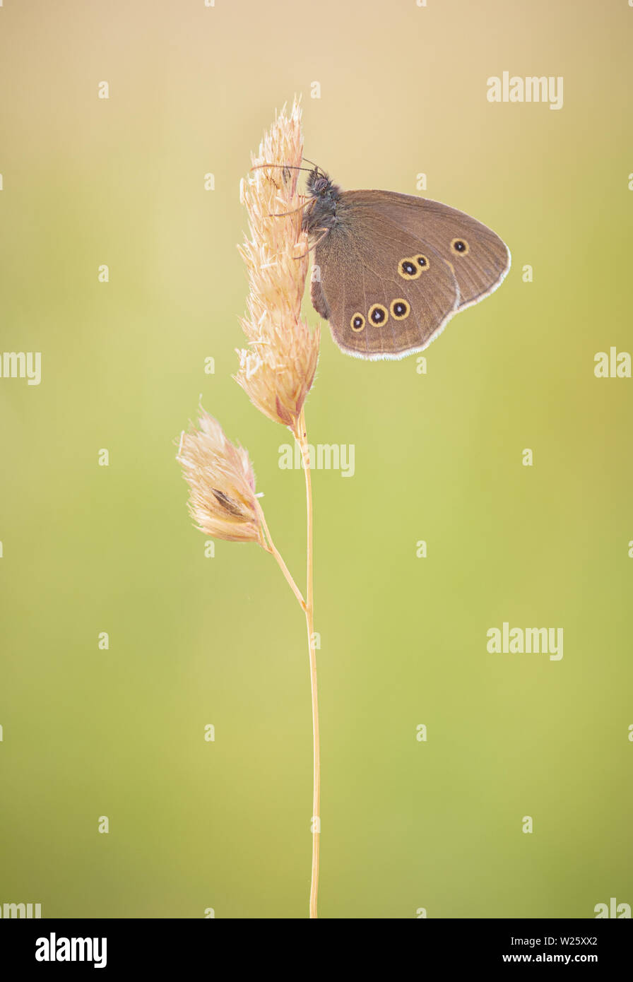 Ringlet Butterfly appollaiato su un seme di erba in testa un inglese un prato di fiori selvaggi su una mattina d'estate. Ala giallo macchie sul display. Immagine minimalista. Foto Stock