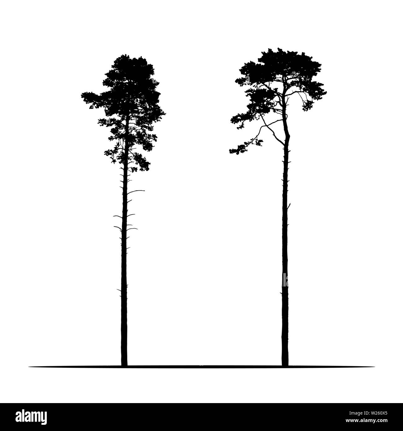 Imposta Illustrazione realistica di due alte di conifere di alberi di pino. Isolato su sfondo bianco - vettore Illustrazione Vettoriale